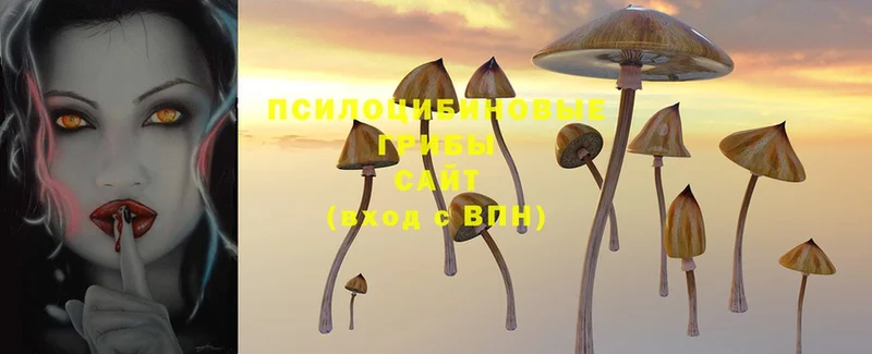 Галлюциногенные грибы Magic Shrooms  Андреаполь 